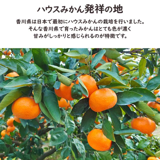 ハウスさぬき紅みかん