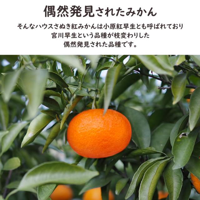 ハウスさぬき紅みかん