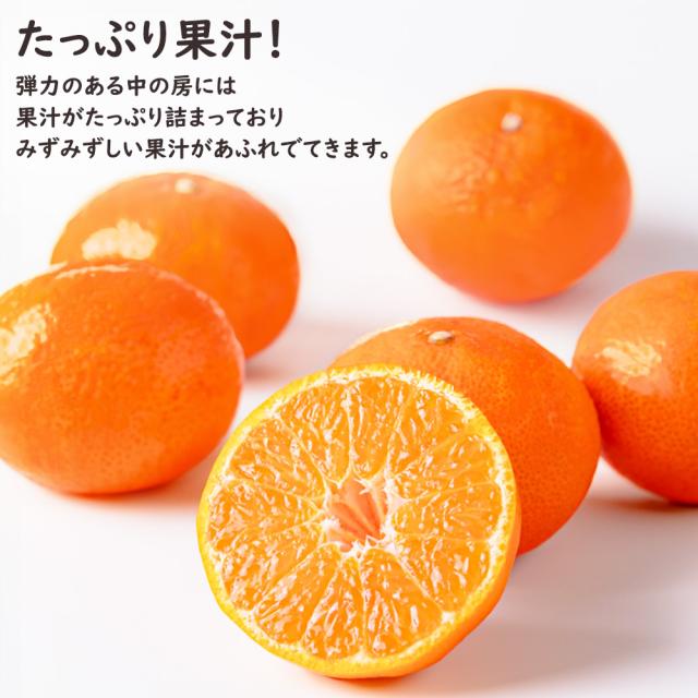ハウスさぬき紅みかん