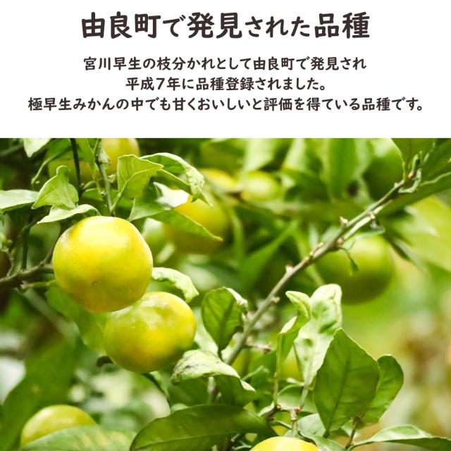 ゆら早生