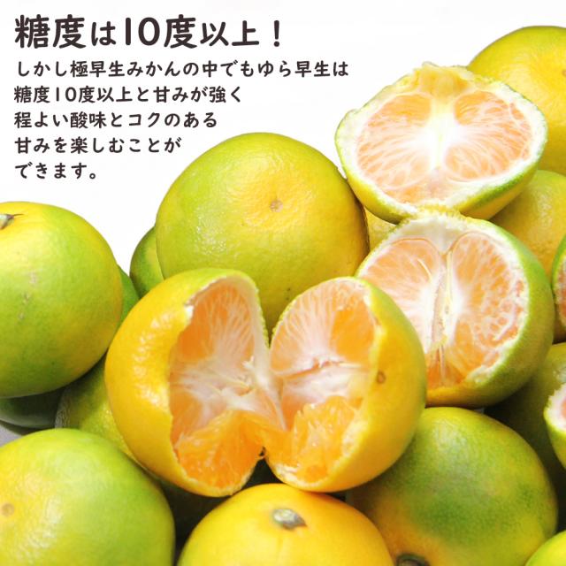 ゆら早生
