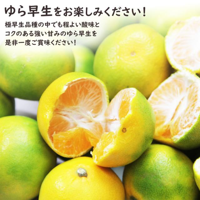 ゆら早生