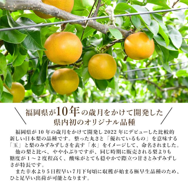 福岡県産 玉水梨