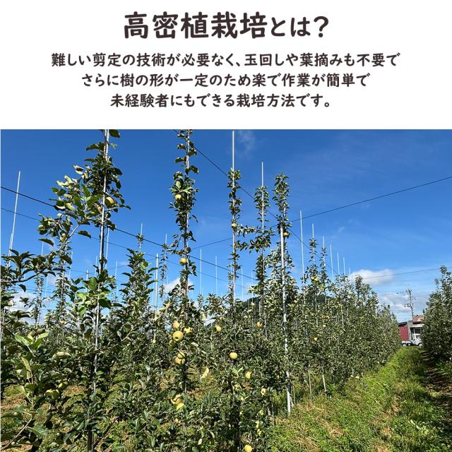 高密植サンふじ&ゆらっこ