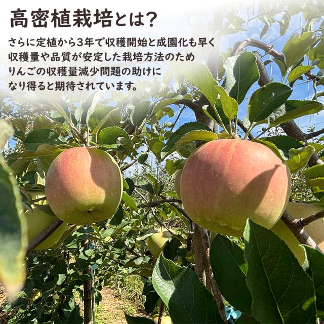 高密植サンふじ&ゆらっこ