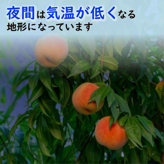 シャインマスカット桃