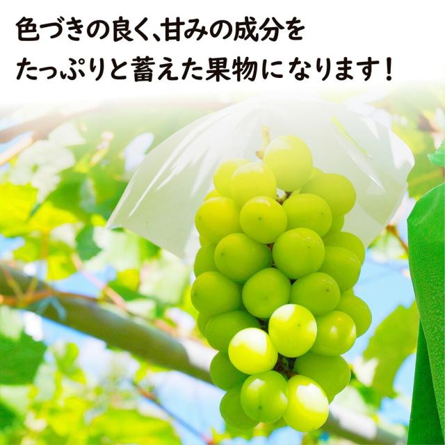 シャインマスカット桃