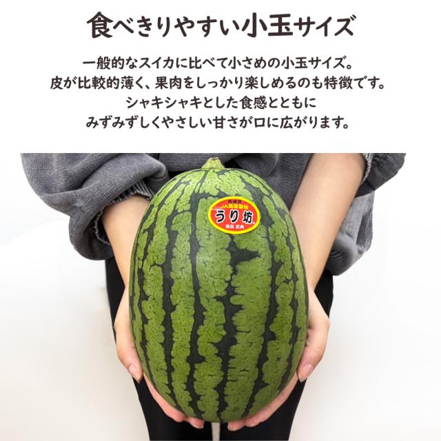 うり坊スイカ