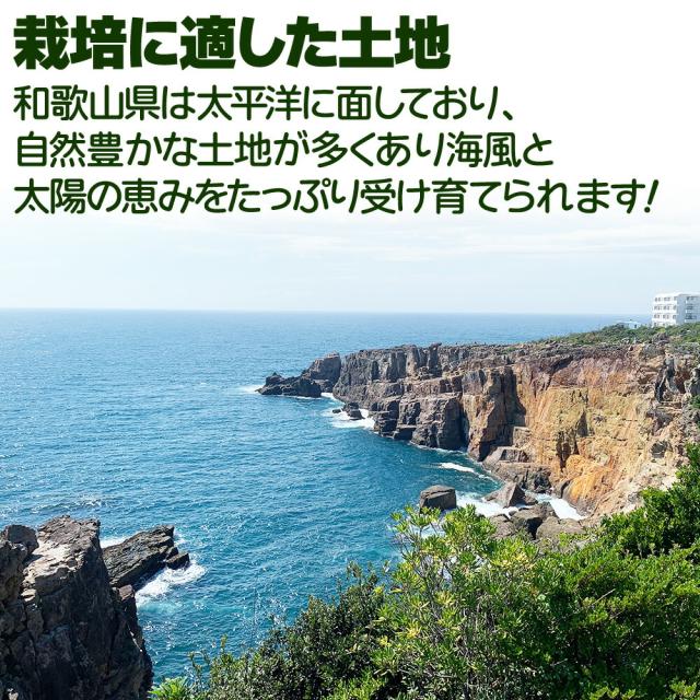 ピノガール