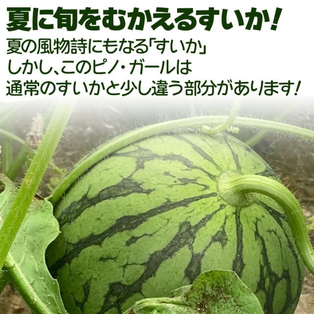 ピノガール
