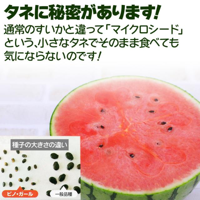ピノガール
