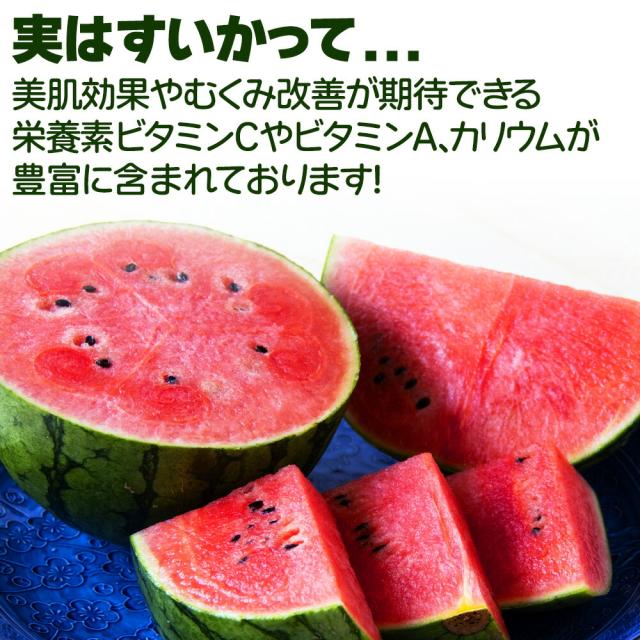ピノガール