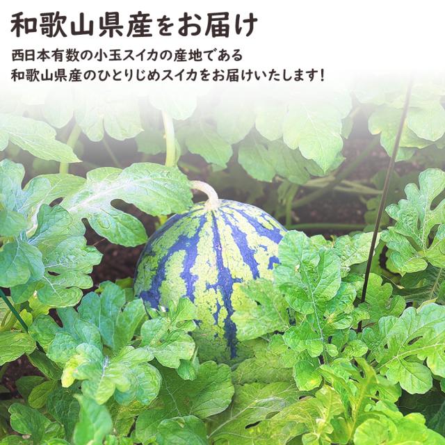 ひとりじめスイカ