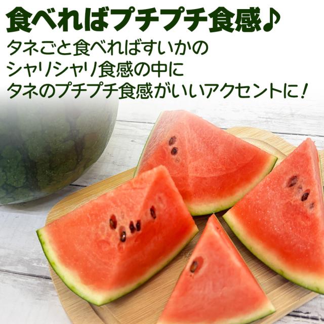 ピノガール