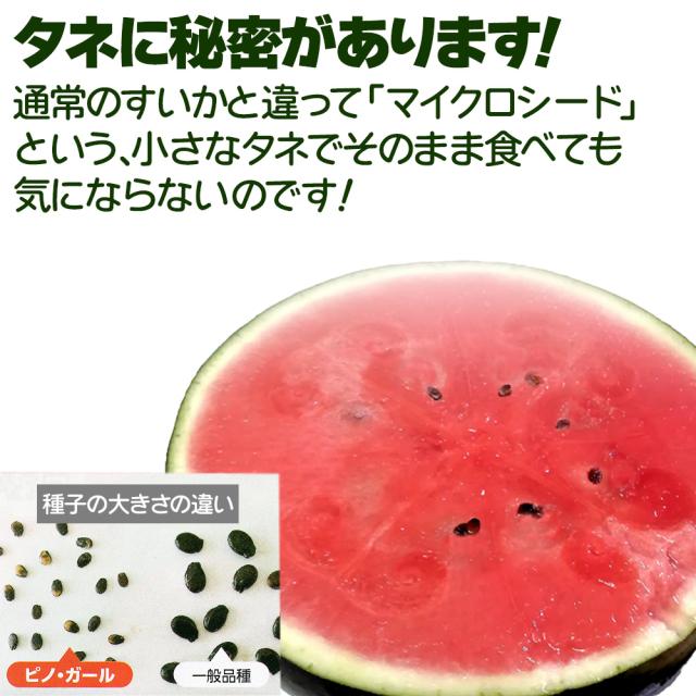 ピノガール
