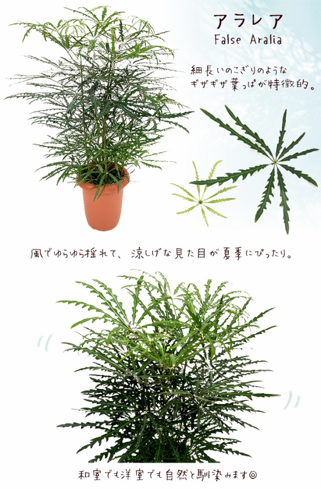 保証書付 装飾プレゼント 観葉植物 アラレア 中型8号 涼しげ爽やか 選べる鉢カバー A B C ｄ I Sq付き 鉢カバーセット 信頼 Guide2socialwork Com