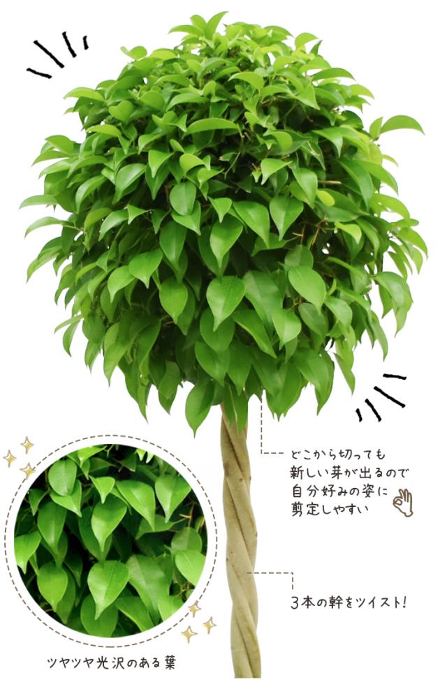 のオシャレな お値打ち 鉢カバーなし まんまる仕立てのベンジャミン トピアリー8号 受け皿付 新作saleセール30 Off Farmerscentre Com Ng