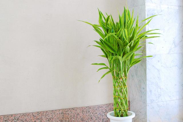 大流行中 幸運を呼ぶ ミリオンバンブー ドラセナ サンデリアーナ 7号 お値打ち プラスチック鉢 受け皿付 累計販売2万枚突破 Iacymperu Org