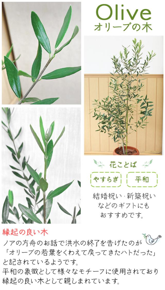商品ロットナンバー オリーブの木 プラ鉢入りの通販は パキラと観葉植物専門店marubun 中型8号 通販 平和のシンボル 観葉植物 鉢植え 商品ロットナンバー オリーブの木 プラ鉢入りの通販は パキラと観葉植物専門店marubun 中型8号 通販 平和のシンボル 観葉植物 鉢植え