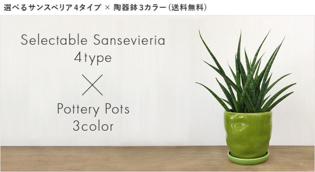 Sale 公式通販 送料無料 選べる サンスベリア 4タイプ 陶器鉢 3カラー マライカ ローレンチ ディザルティ ハイブリッド キリンドリカ 新規購入 Noqood Co