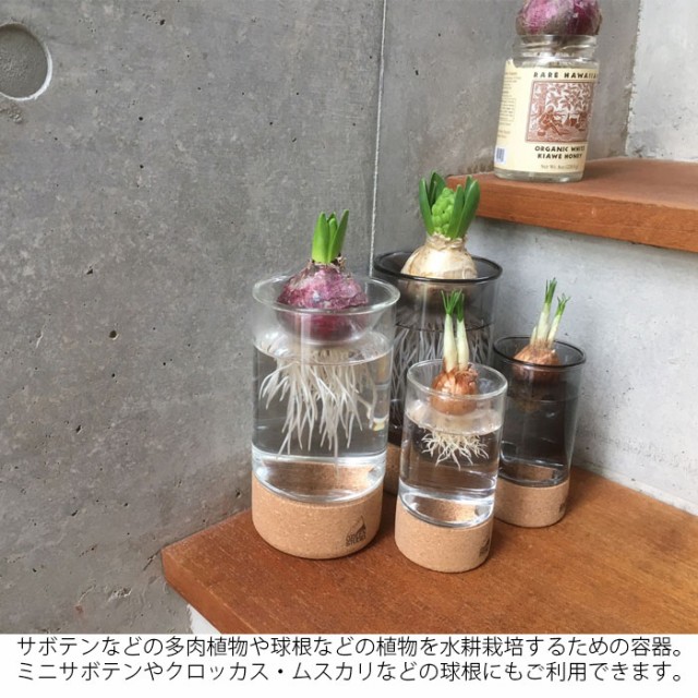 SOAKハイドロポニックスポット スタンダード 水栽培用ガラス鉢 サボテン 多肉植物 根の成長 バークチップV ハイドロボール エアプランツ 切り花  コルク ガラス オシャレ クリア グレー ガラス コルク 観察 フラワーベース 球根