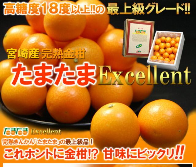 宮崎産完熟きんかん「たまたまエクセレント」販売/通販/取寄せ