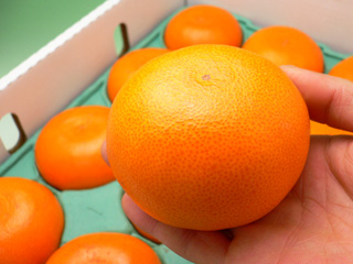 せとか１玉約250gの2lサイズ