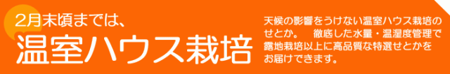 温室ハウス栽培せとか