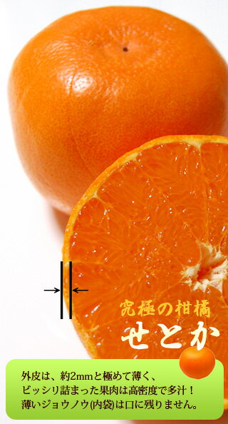 究極の柑橘せとかの特徴
