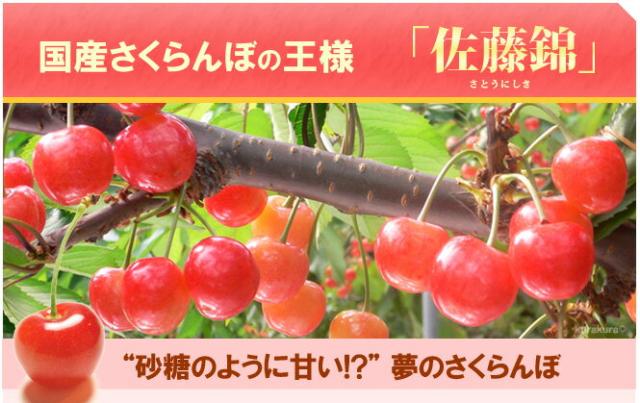 佐藤錦とは？