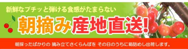 朝摘み産地直送