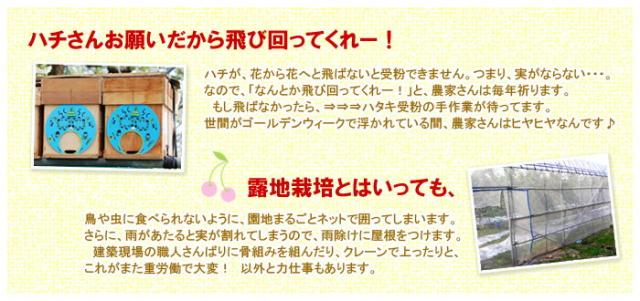 ハチさん飛んで！