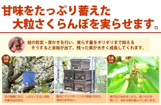 さくらんぼ栽培について-1