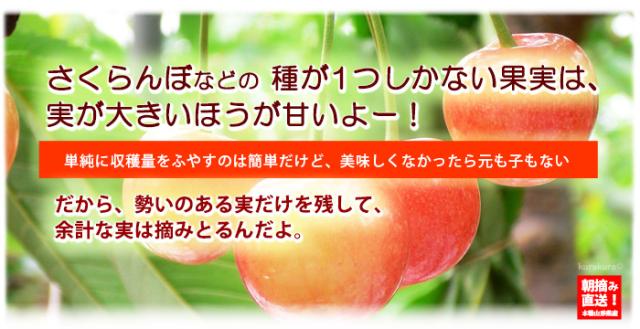 さくらんぼ栽培について-2