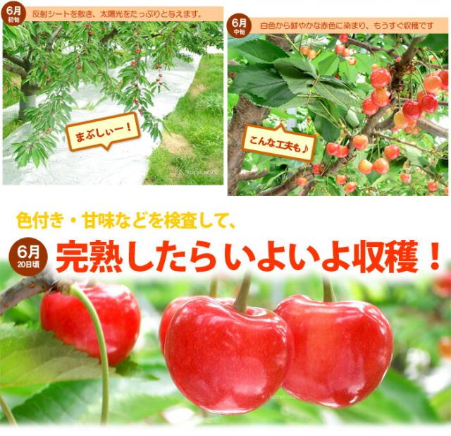 完熟したらいよいよ収穫！
