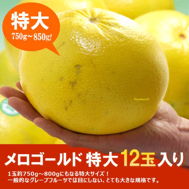 メロゴールド特大12玉入り販売