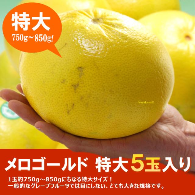 メロゴールド特大5玉入り販売