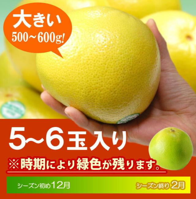 メロゴールド5〜6玉入りの販売