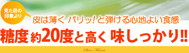 高糖度20度前後のぶどうです。
