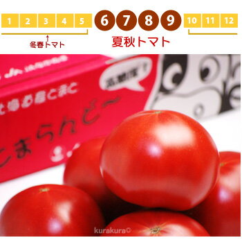 夏秋トマトのおすすめ