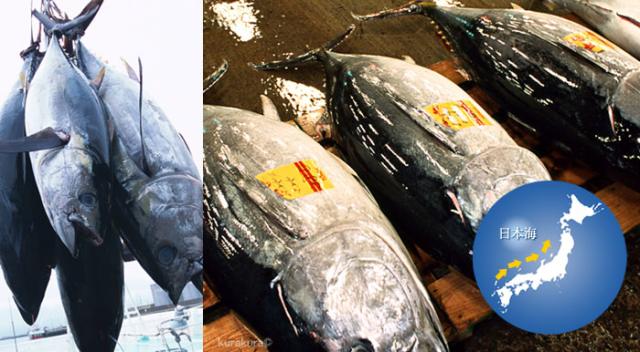 日本近海の天然本マグロを水揚げ