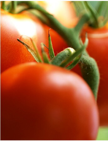 トマト栽培イメージ