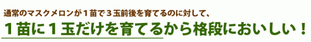 1苗に1玉だけを育てる贅沢栽培