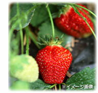 イチゴ栽培イメージ