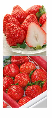 ひのしずく苺ギフト化粧箱