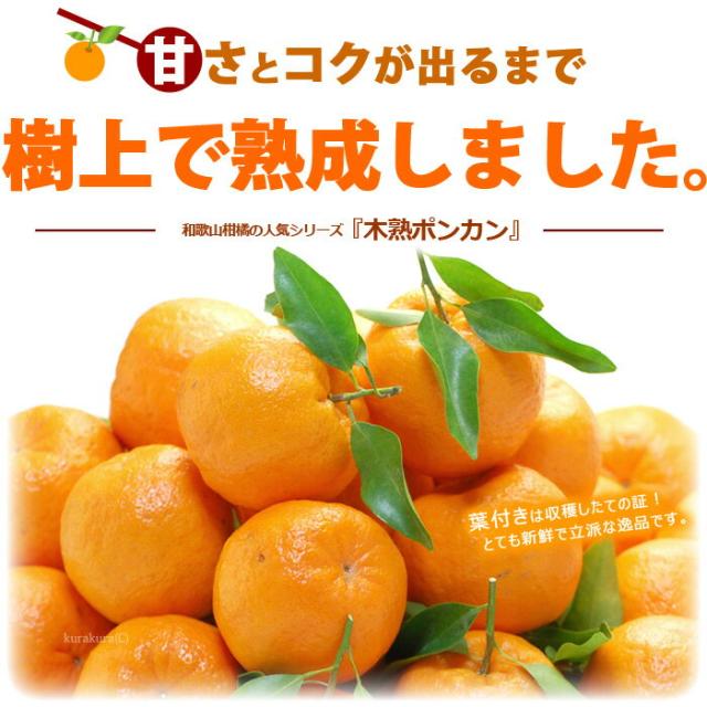 樹上熟成した葉付き木熟ポンカン