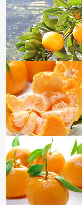 ポンカンの豆知識