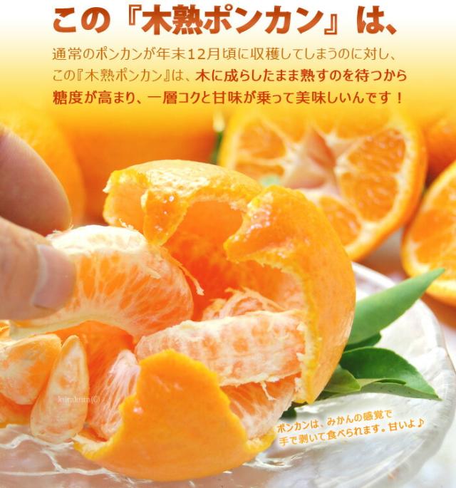 木熟ポンカンおいしい理由