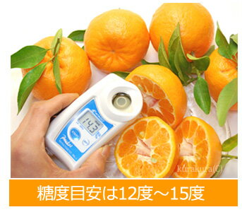 木熟ポンカンの糖度目安
