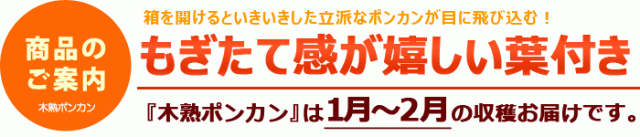 もぎたて感が嬉しい葉付きの木熟ポンカン